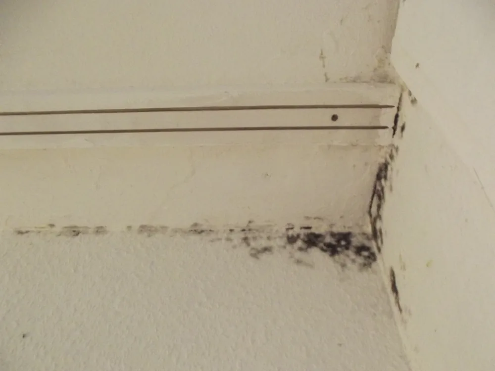 Technician in protective gear removing a mold-damaged wall in a Thousand Palms home